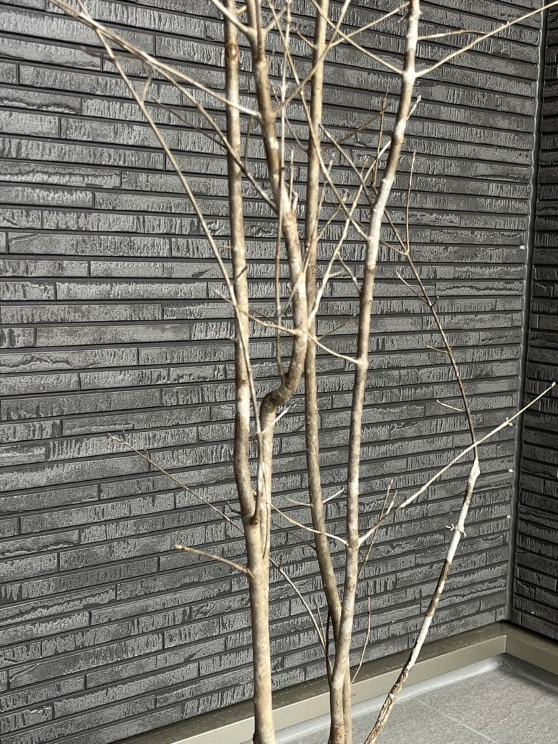 山採り天然　アオダモ　3本株立ち　14