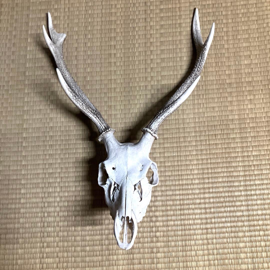 鹿の角　スカル　シカのツノ