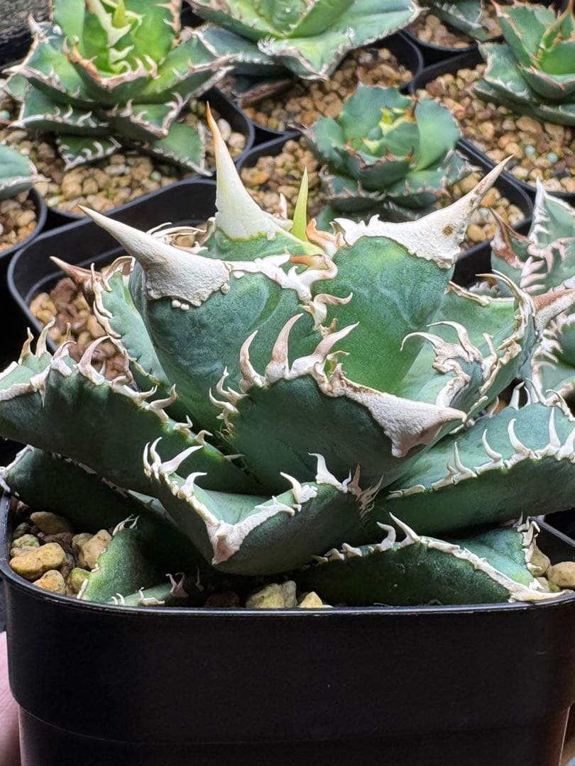 （子株付）アガベ　チタノタ　 大白鯊（ホホジロザメ）