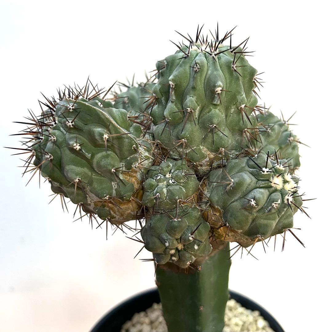 【希少綴化株】黒王丸 シネレア コピアポア サボテン