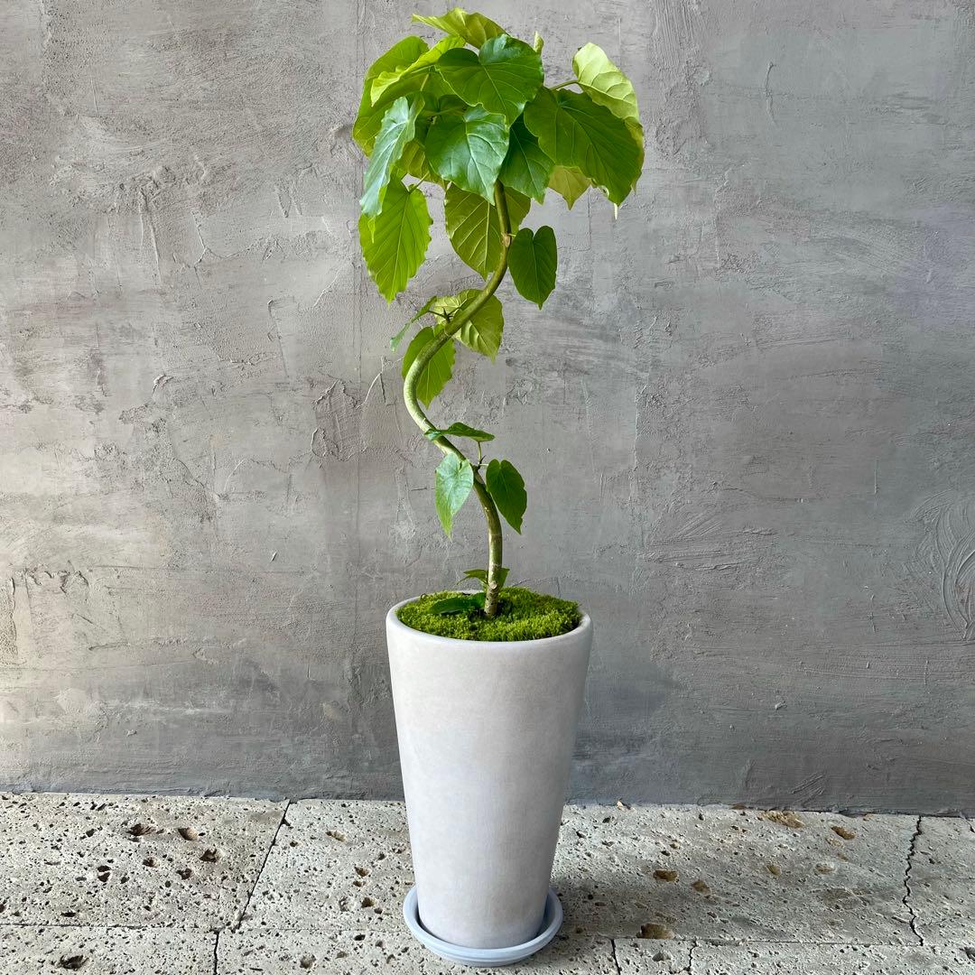 フィカス　ウンベラータ　螺旋　天然苔仕立て　陶器鉢　植え込み