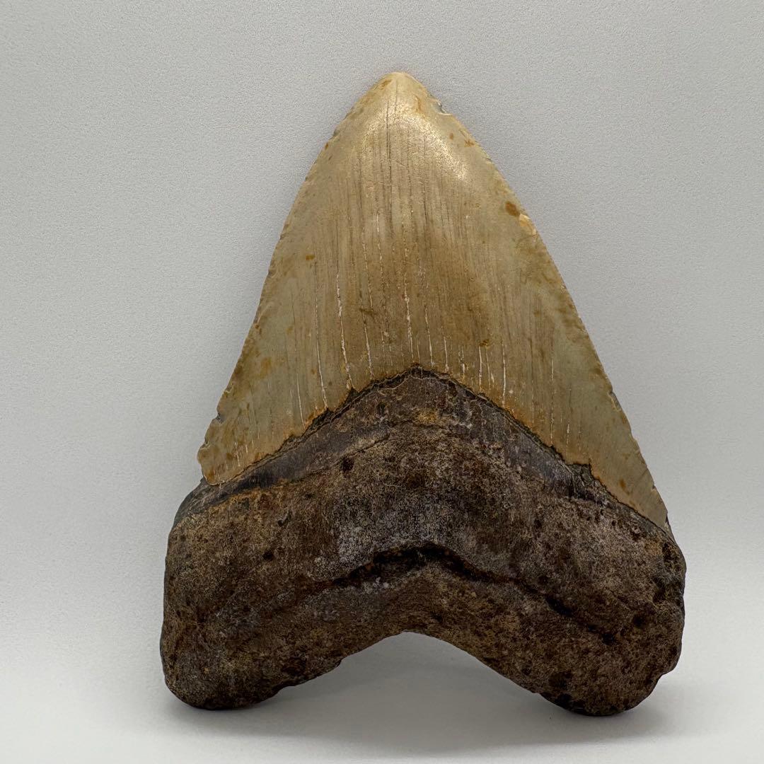 本物　メガロドンの歯　化石　サメ　12cm アメリカ合衆国