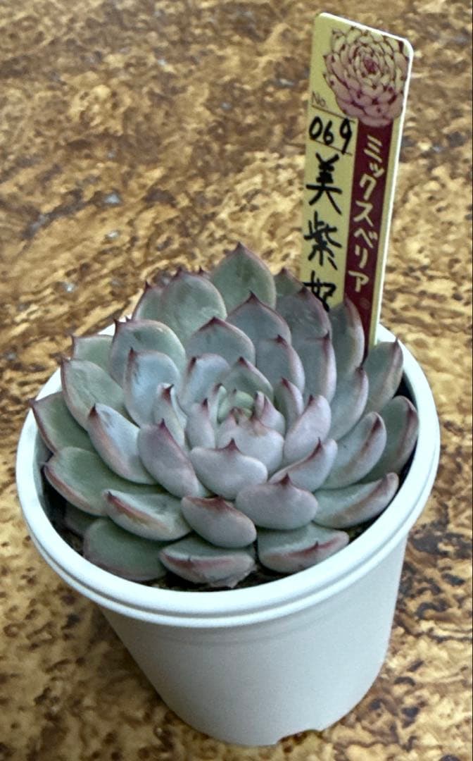 ミックスベリア　おらいさん苗　美紫妃　札付き