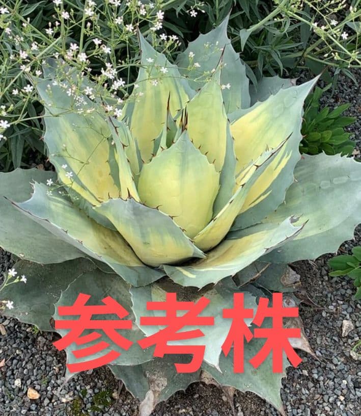ナッシー_Agave ovatifolia Awakening Angel