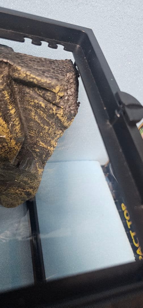 爬虫類飼育用品セット