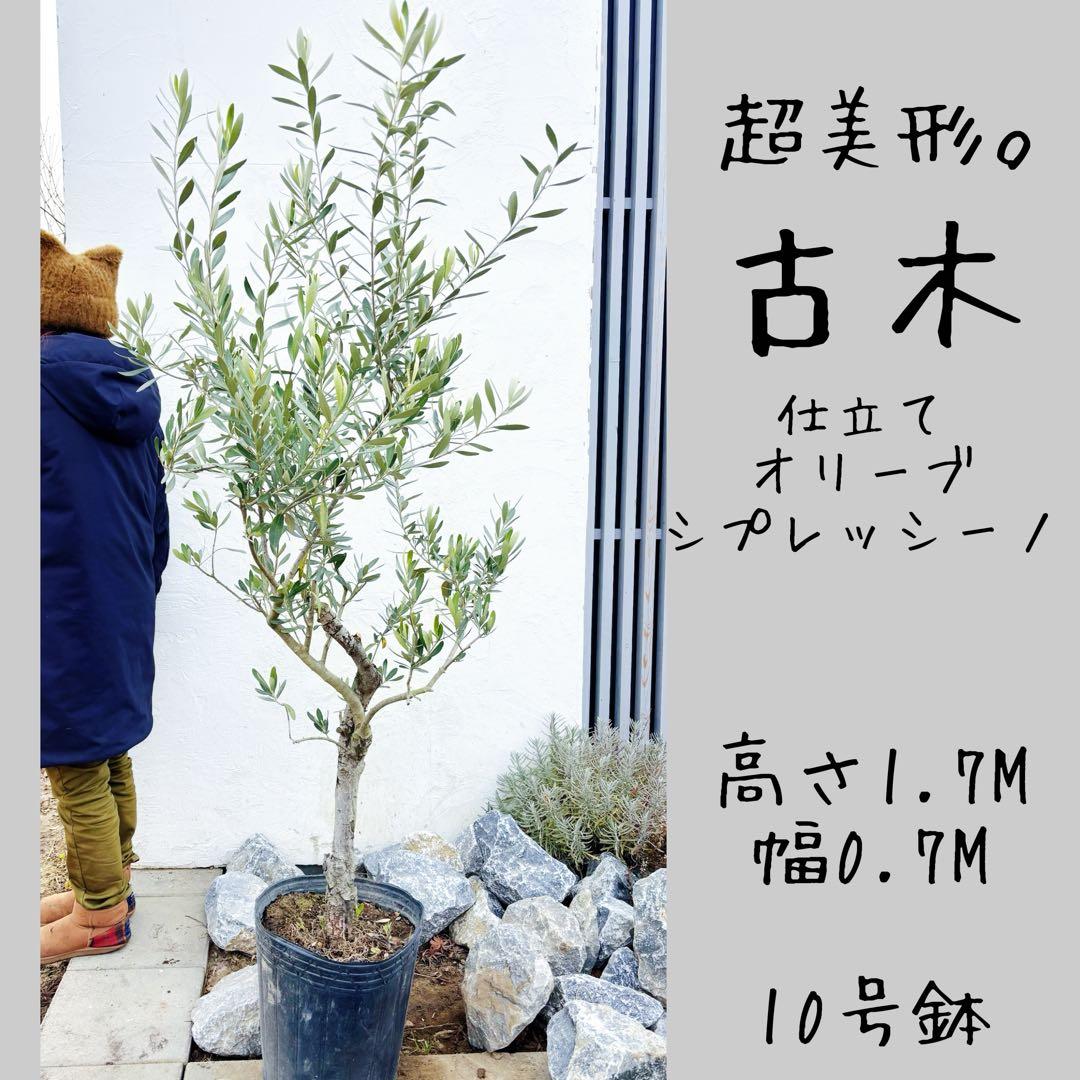マ*ー様 超美形。古木 仕立てオリーブ シプレッシーノ1.7M(鉢底から)