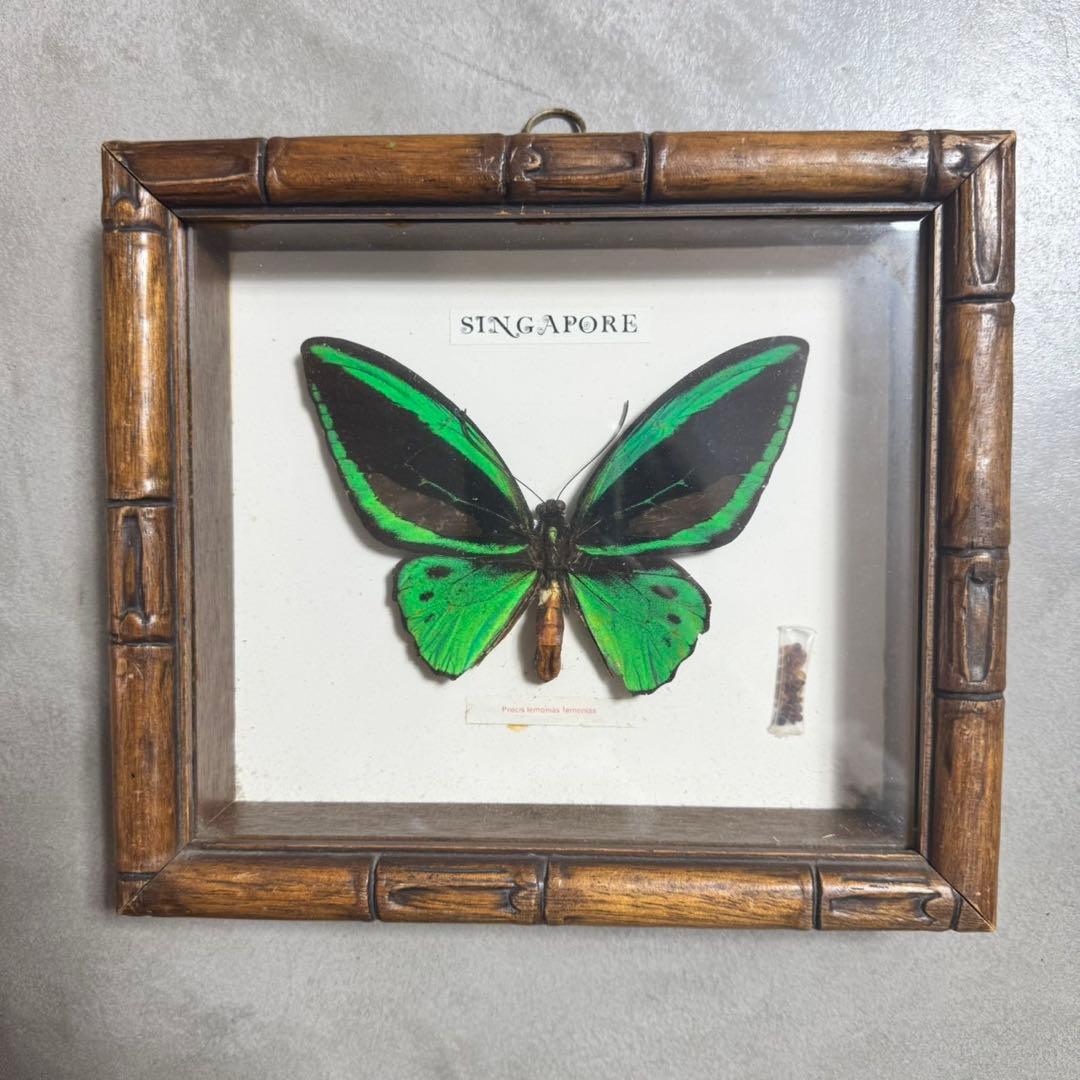 メガネアゲハ 標本 precis lemonias lemonias