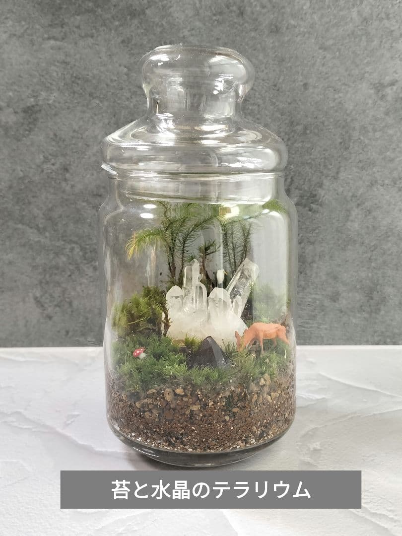 クリスタルの森（テラリウム）