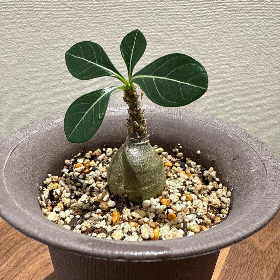 アデニウム　ソコトラナム (EU輸入株)