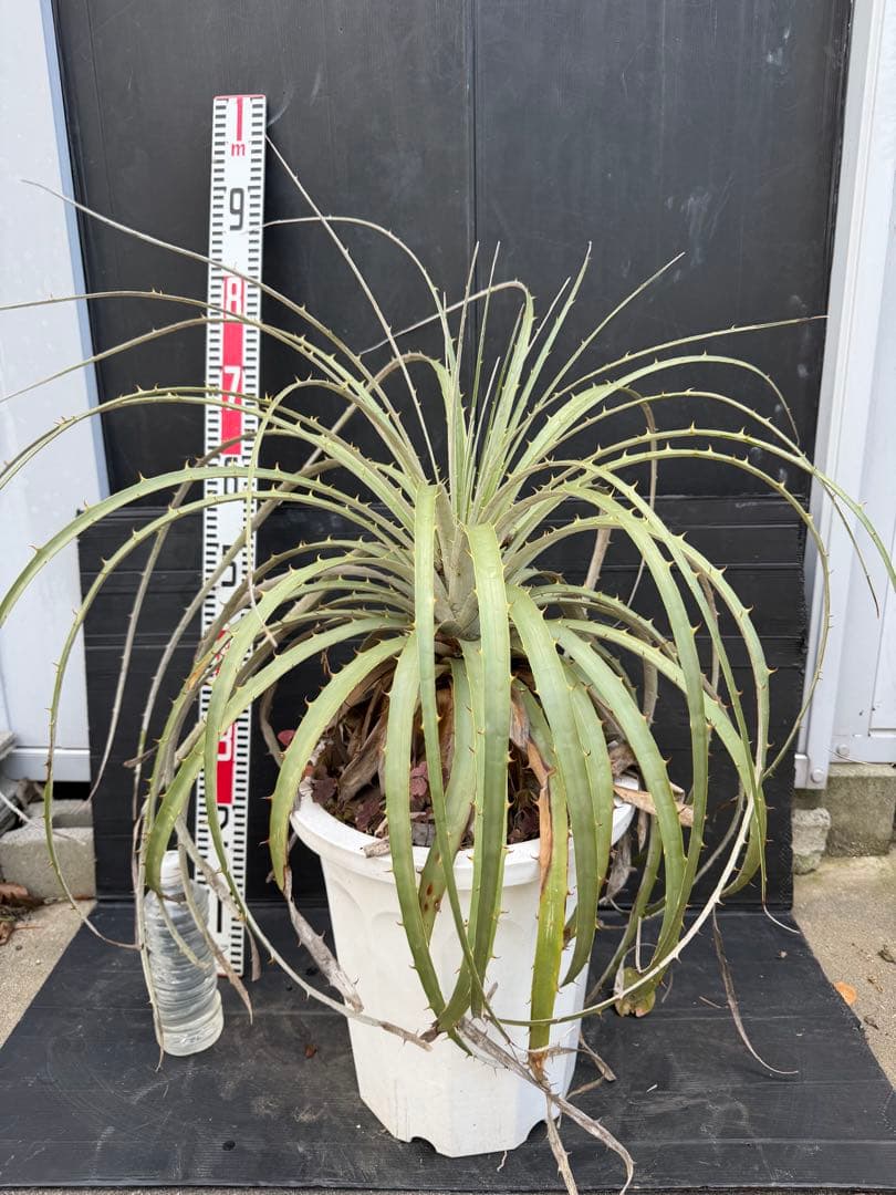 プヤ　ベルテロニアナ　ブロメリア 約90cm