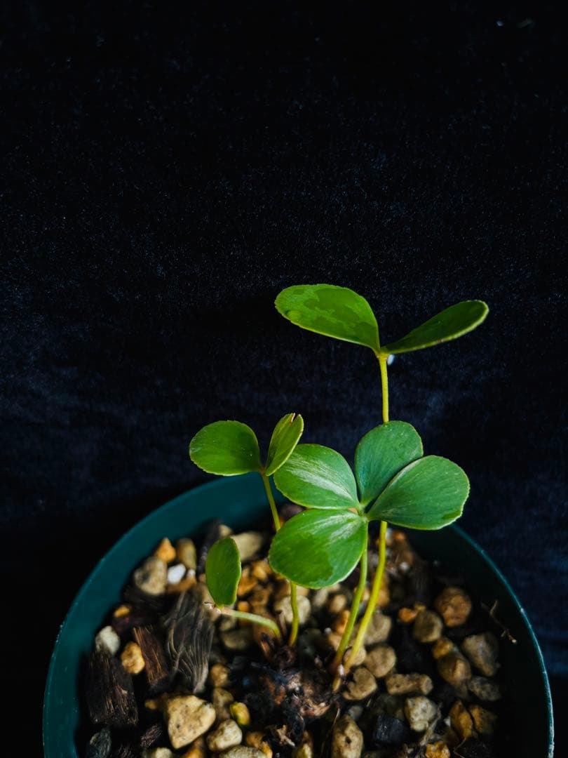 メキシコザミア斑入り　斑入ザミア　斑入りソテツ　黄金ソテツ　フルフラセア斑入り