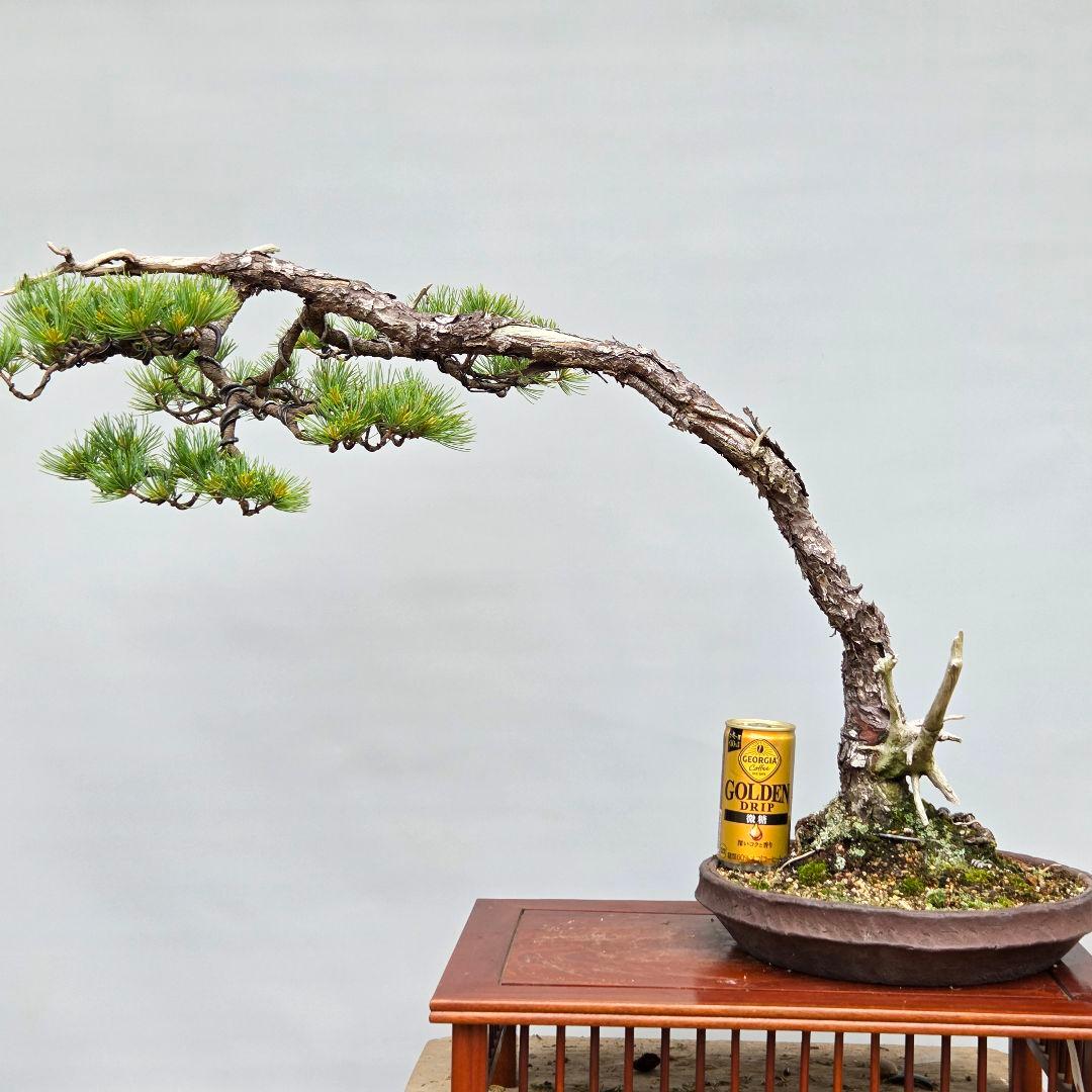 五葉松　[吹き流し]　大品盆栽