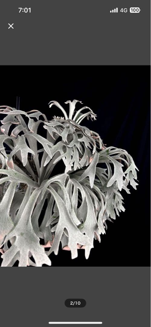 ビカクシダ　Ｐ.X-626 Stitch 子株