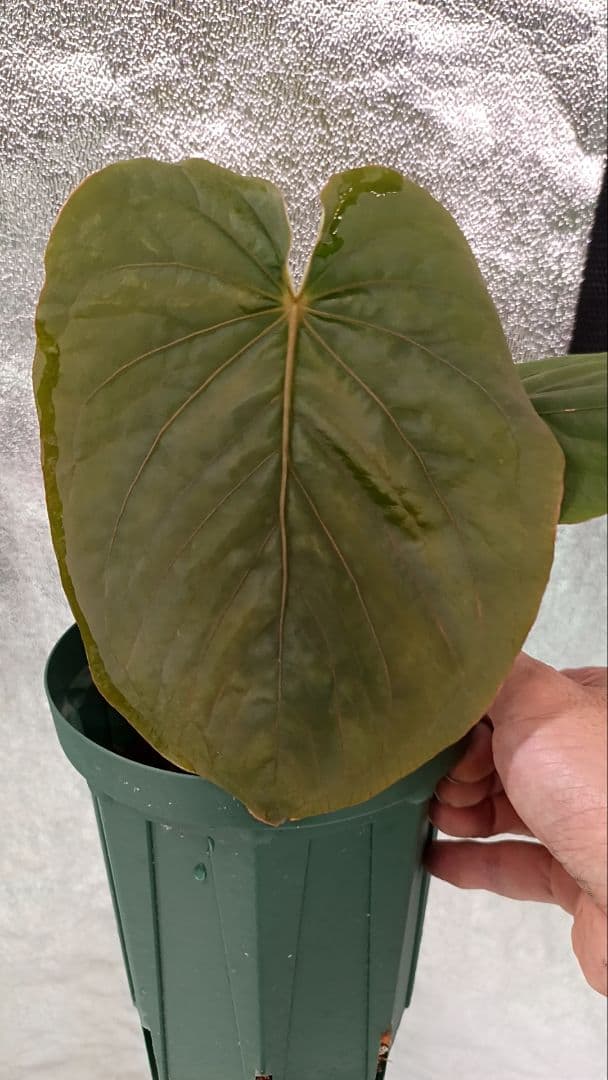 その他観葉植物 anthurium kunayalese