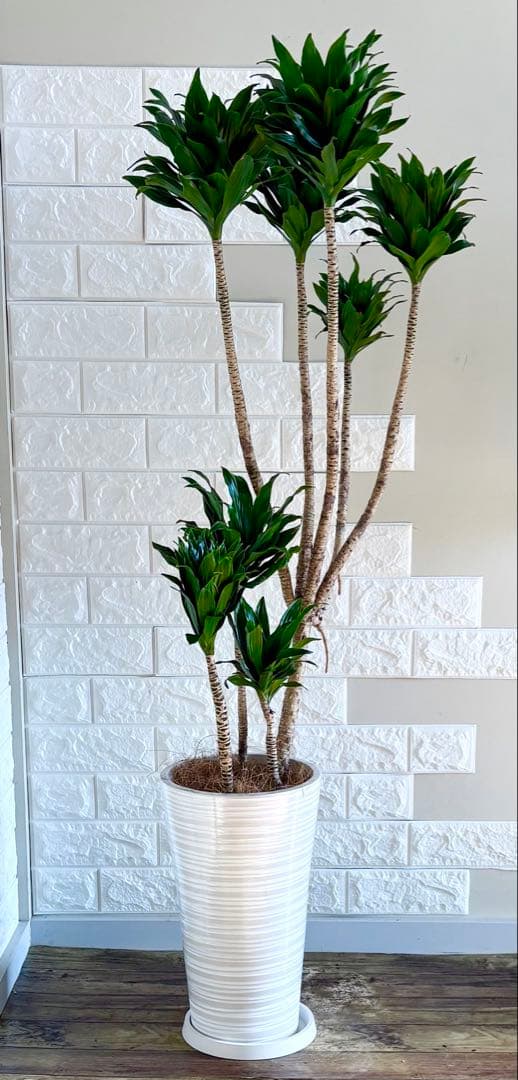 ドラセナコンパクタ⭐️リビングサイズ⭐️観葉植物