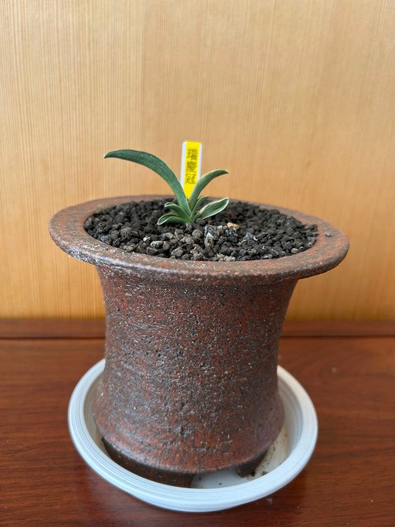 万年青　超希少　瑞慶冠　これからが楽しみな希少な一鉢