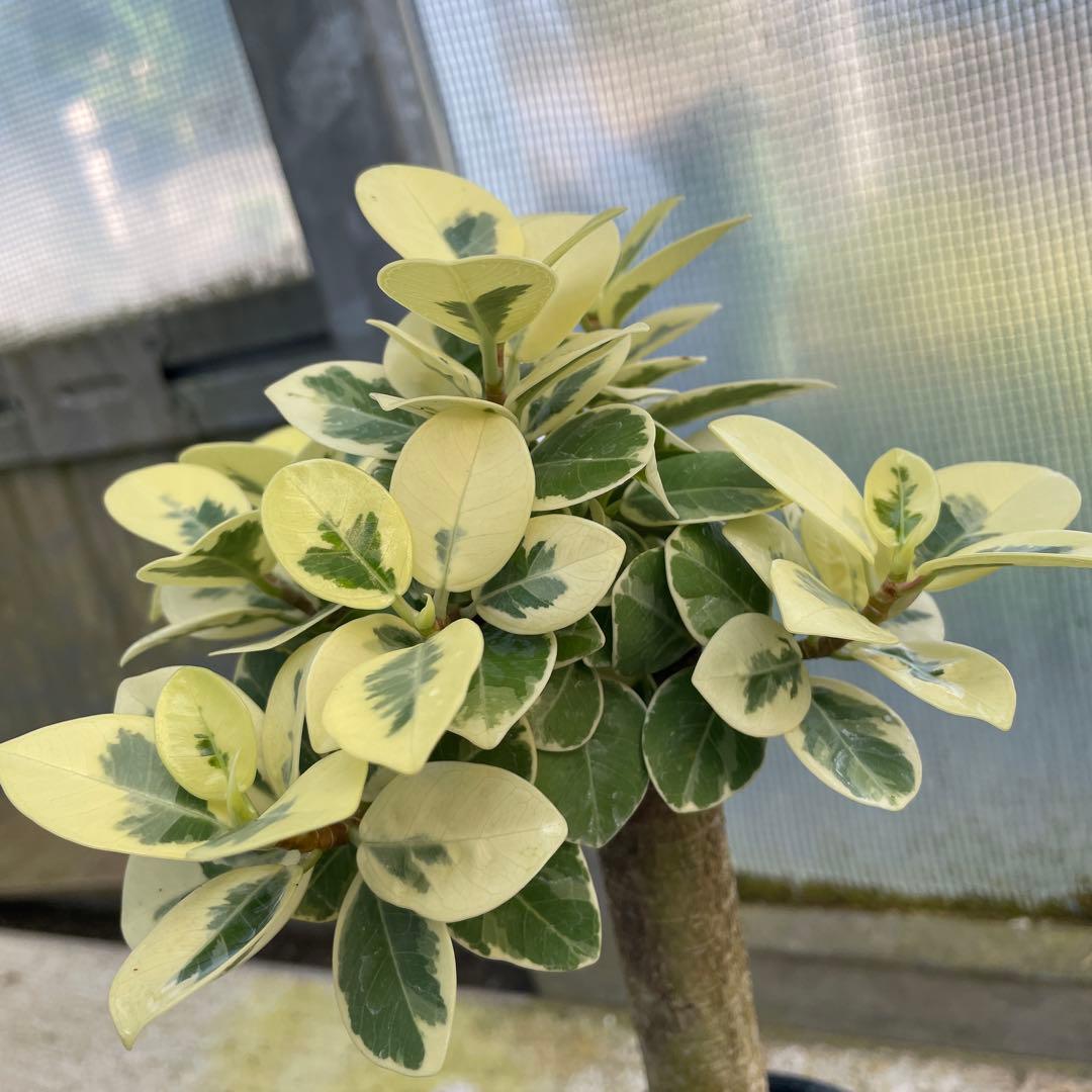 パンダガジュマル　斑入り　希少　3.5号