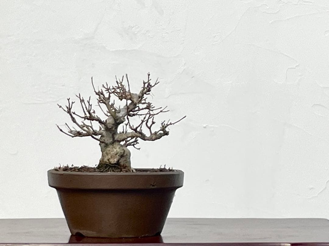 三河盆栽　カエデ　楓　小品素材　小品盆栽　変わり木