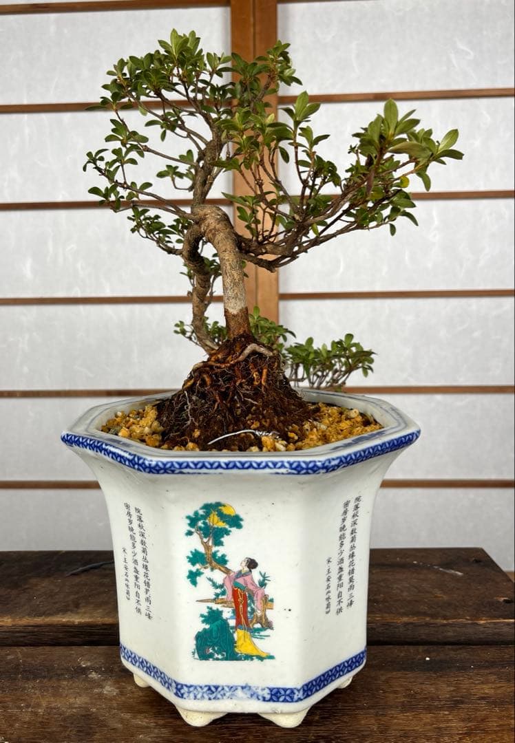 【皐月(さつき)】 \"明美の月(あけみのつき)\" 盆栽 / 洒落木◎