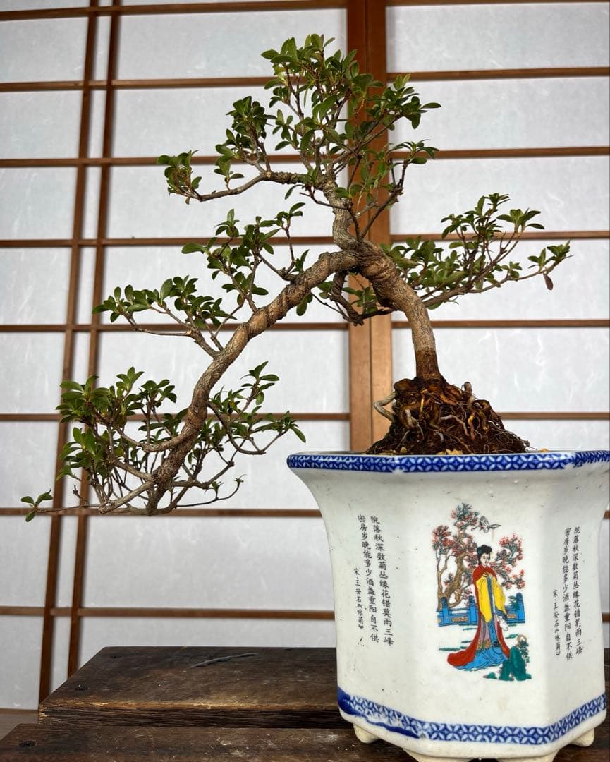 【皐月(さつき)】 \"明美の月(あけみのつき)\" 盆栽 / 洒落木◎