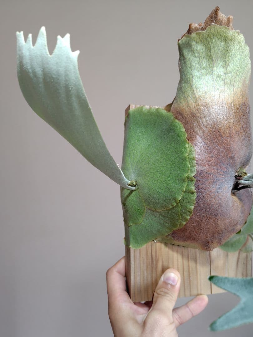 ビカクシダ P. Joe