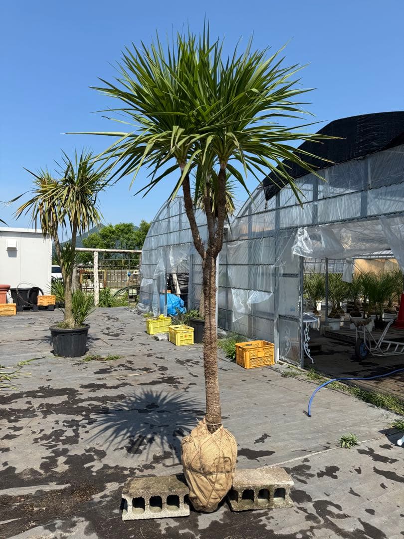 ドラセナ　ニオイシュロラン　葉先240cm