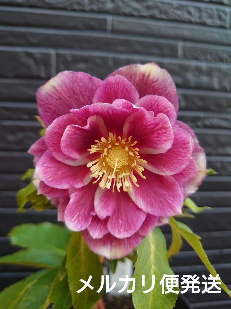 広瀬園芸　クリスマスローズ　Ｂ