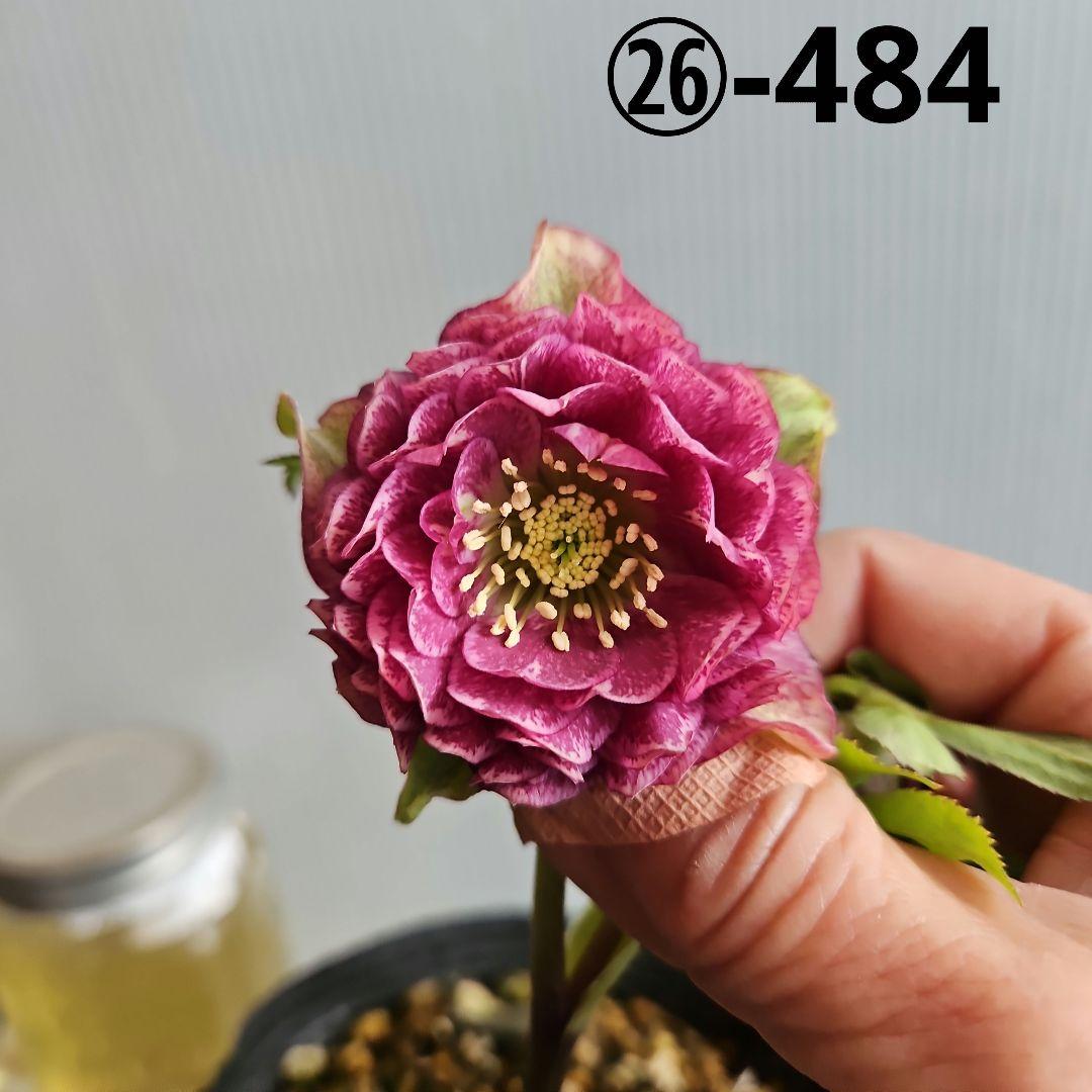 mirakohujin様お取り置き苗㉖-484クリスマスローズ