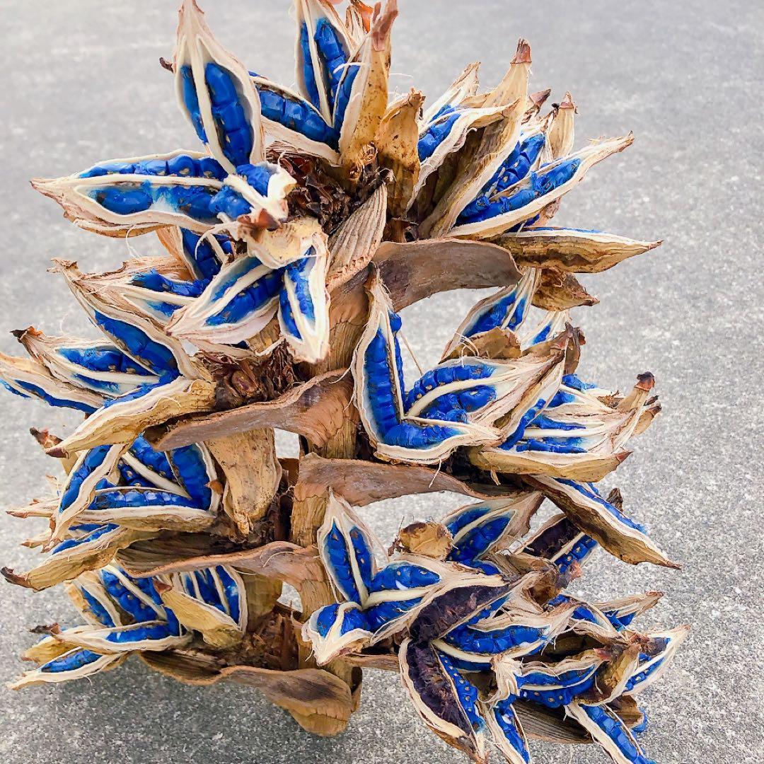 【年内最終発送12/21】タビビトノキ　12182