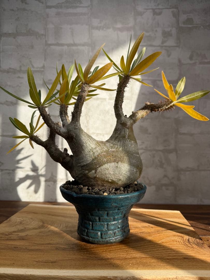 パキポディウム　グラキリス　現地球　発根済み