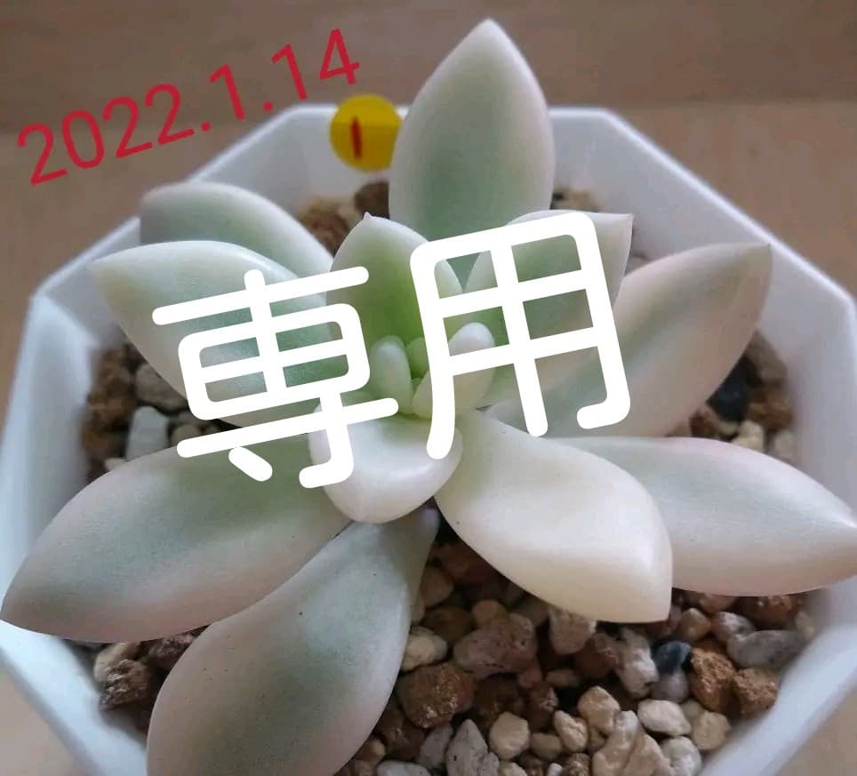 多肉植物　特別価格　オパリナ錦ホワイトピンク覆輪斑　抜き苗