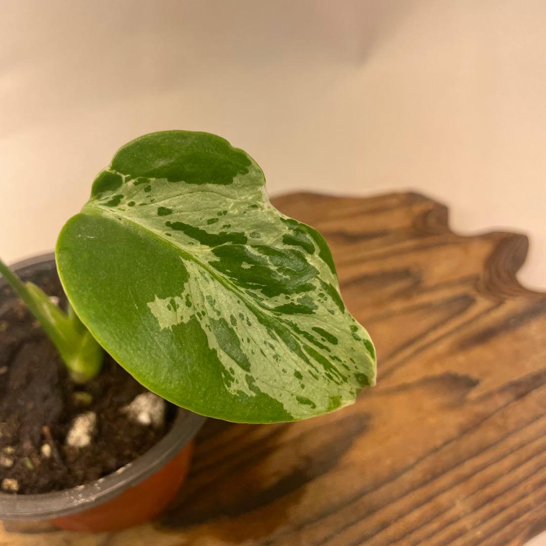 六*ん様 a31品種保証！斑入り保証！Bulbasaurモンステラ バルバソー