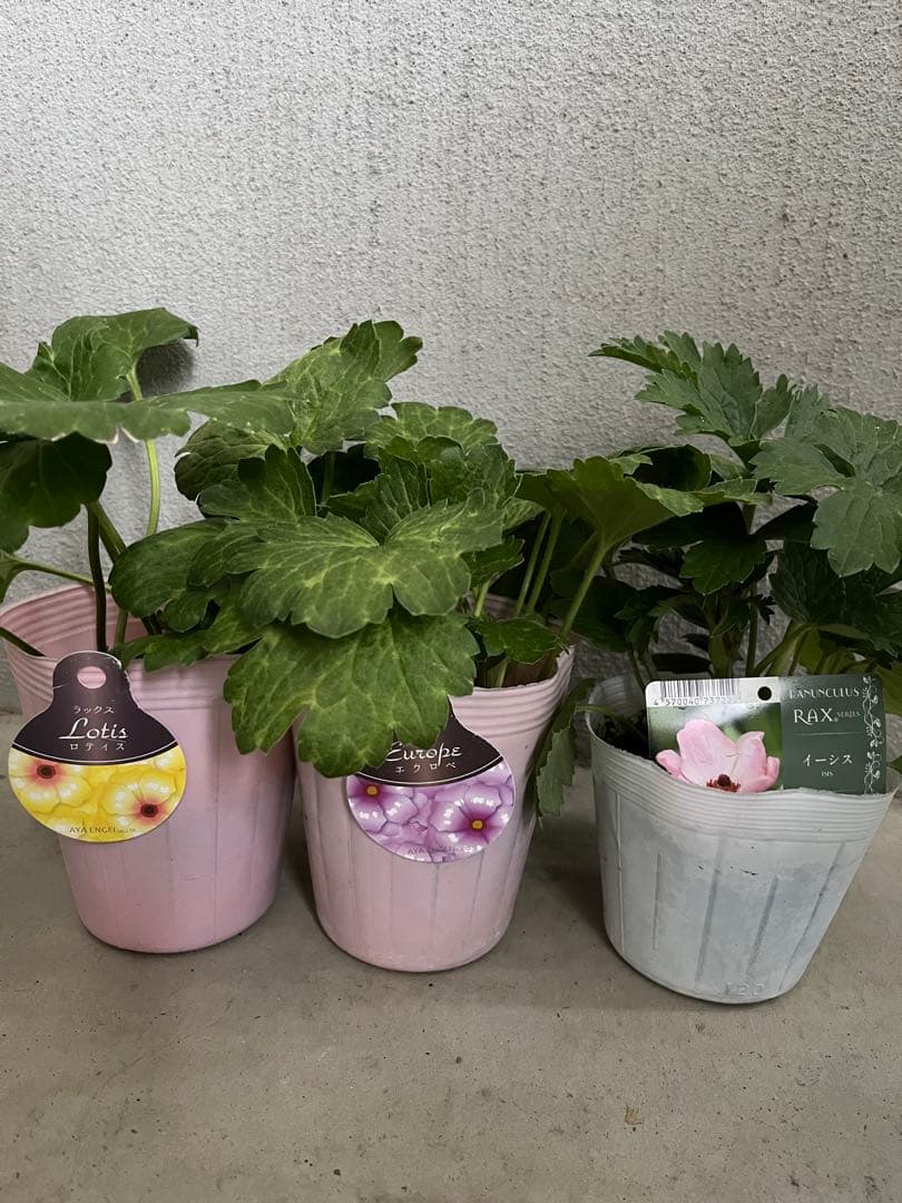 ラナンキュラスラックス　正規品　ロティス　エウロペ　イーシス　ラベル付き　タグ