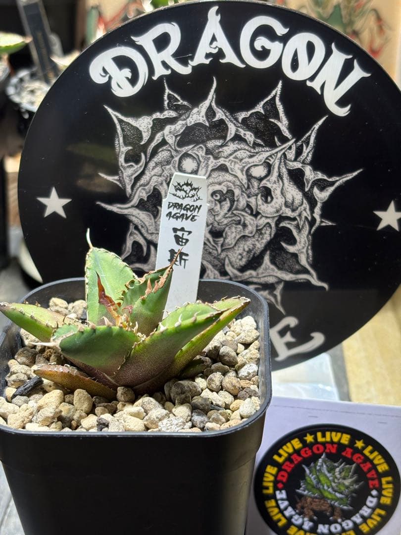 アガベチタノタ　宙斯　ゼウス　DragonAgave アクリルスタンド付き