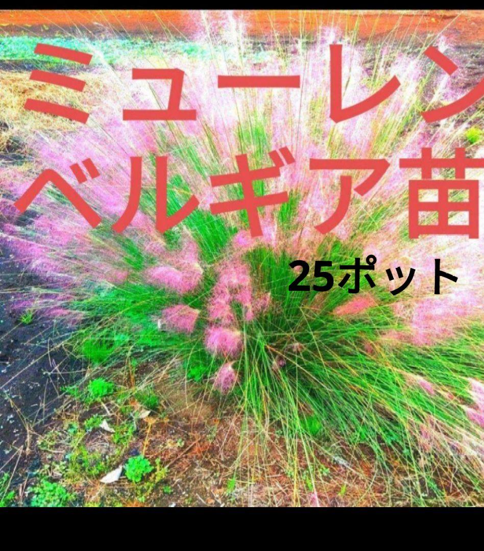 ミューレンベルギア　カピラリス　25ポット　宿根草　グラス苗　花苗　園芸