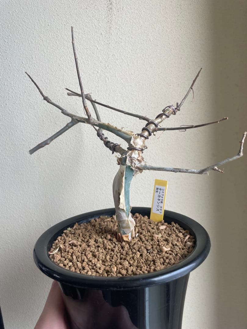 実生コミフォラ カタフ ターカネンシス