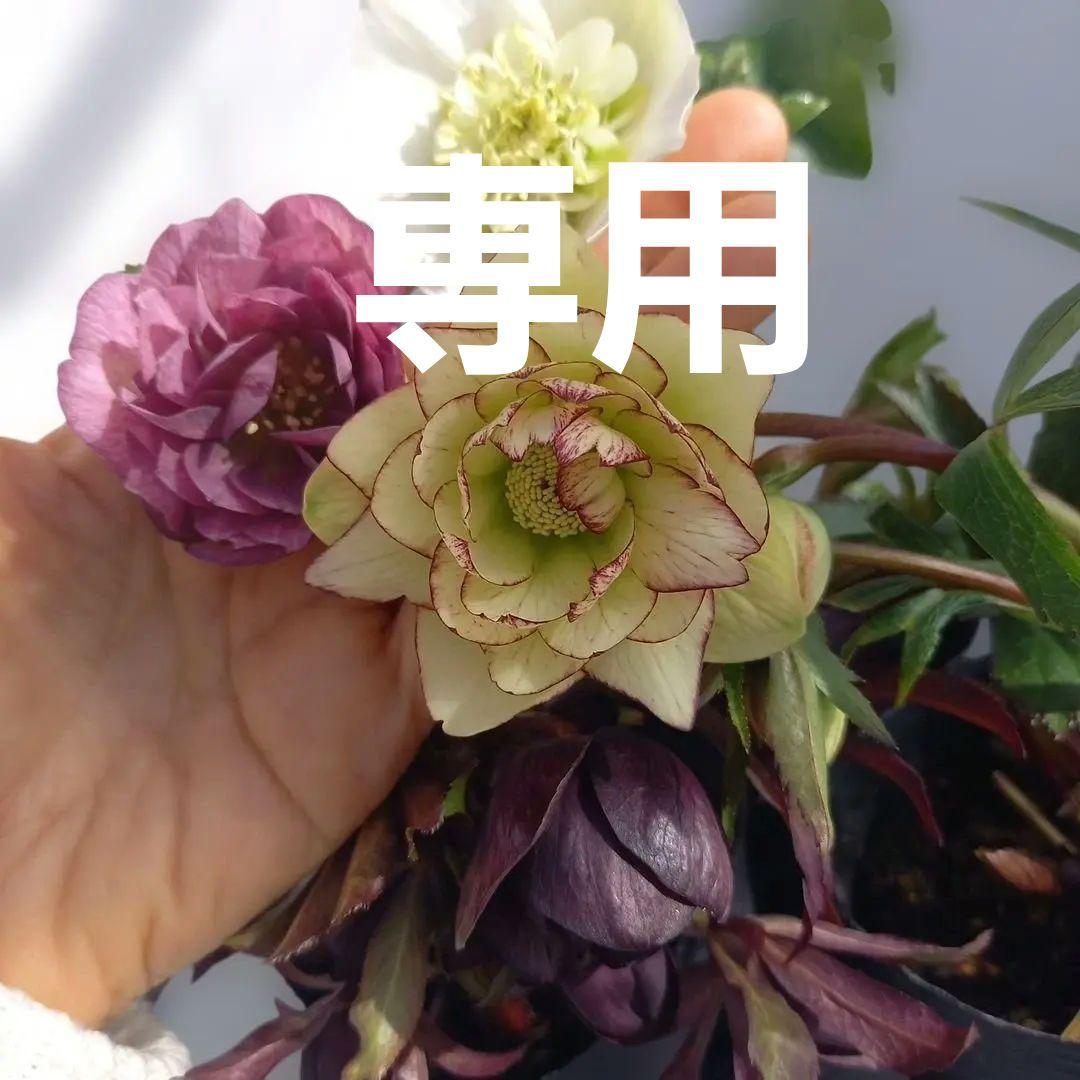 専用、お買い得！クリスマスローズ4個セット