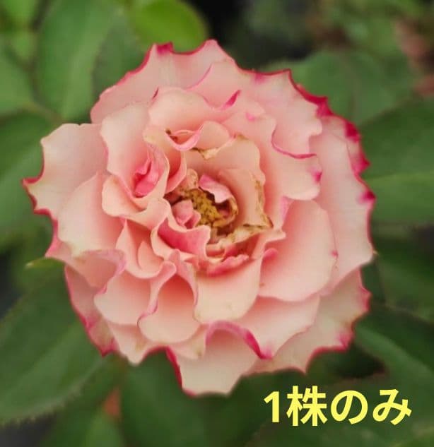 激レア　バラ苗　　6号鉢　入手困難