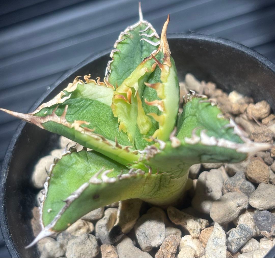 限定！アガベチタノタ大白鯊錦（極上株）超S級激レアsuperホオジロザメ希少株！