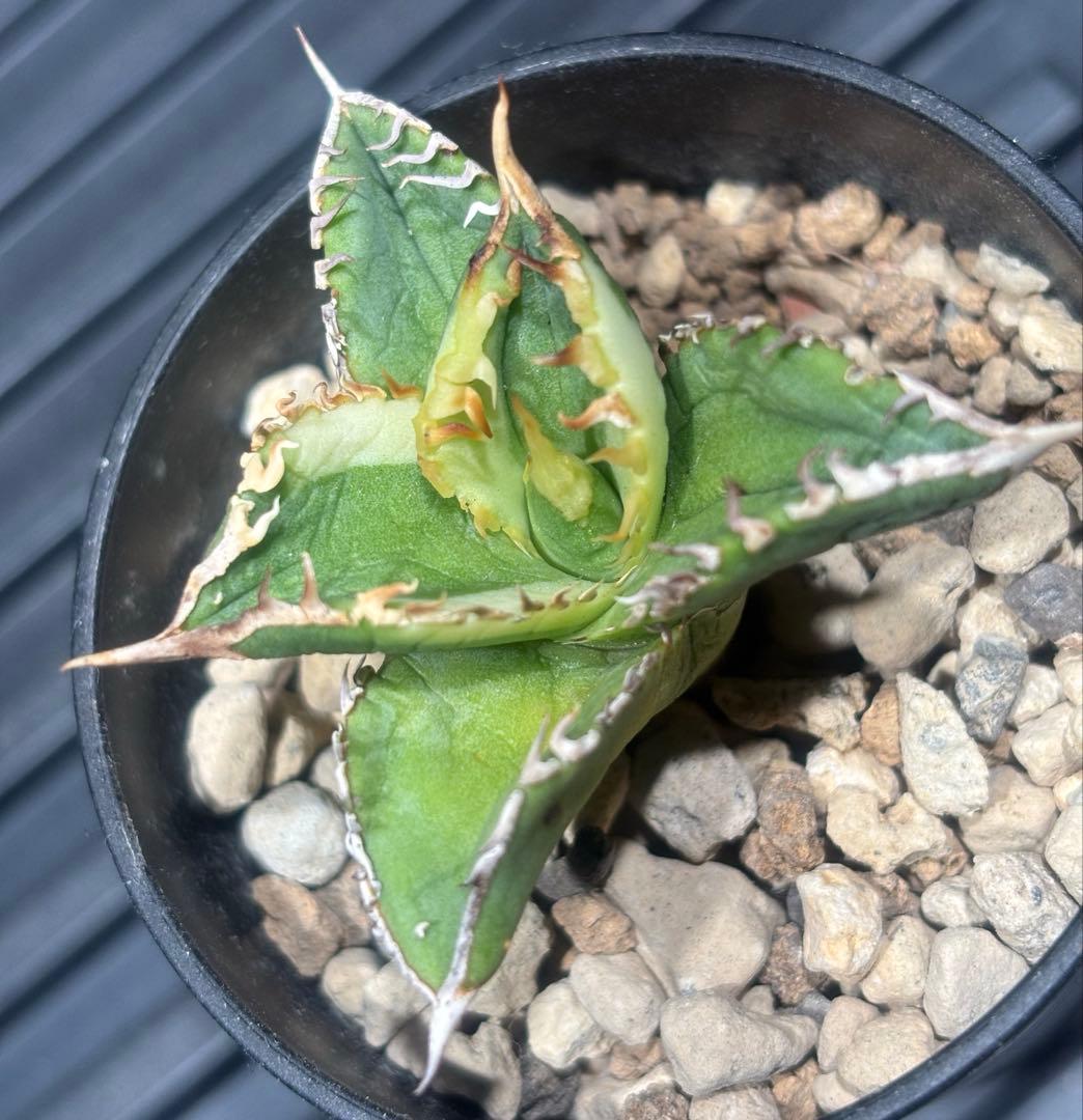 限定！アガベチタノタ大白鯊錦（極上株）超S級激レアsuperホオジロザメ希少株！