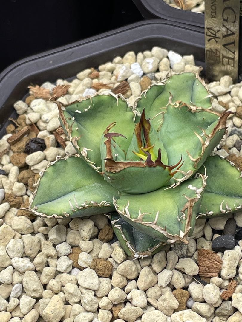 アガベ 冰雹 オテロイ チタノタ