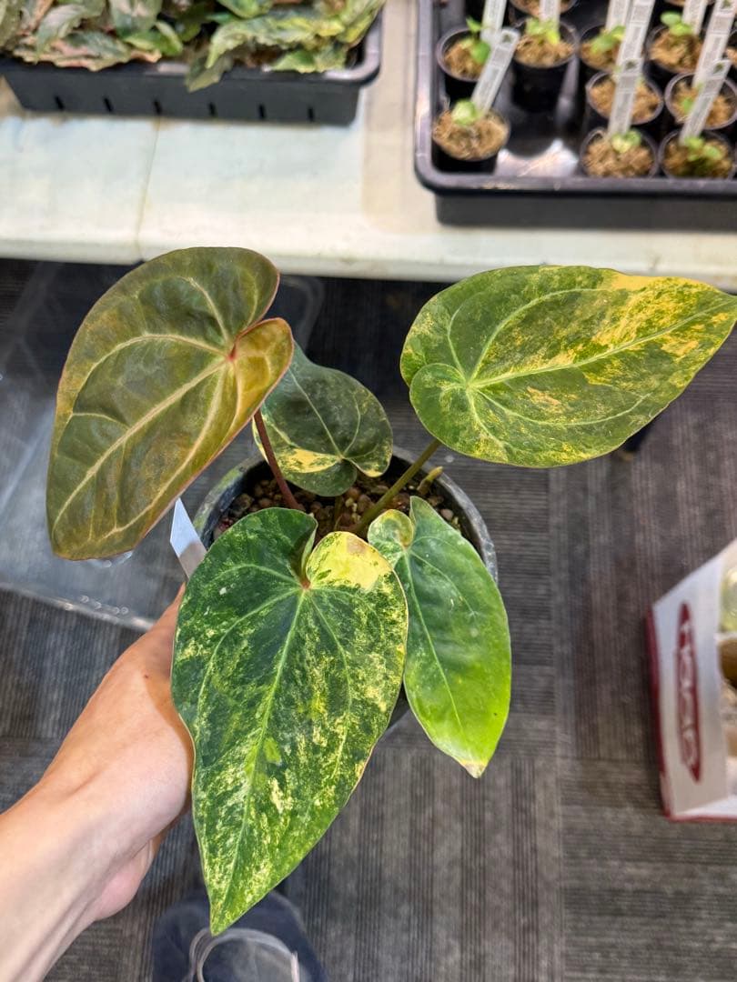 アンスリウム (papi×cry var)× michelle 斑入り