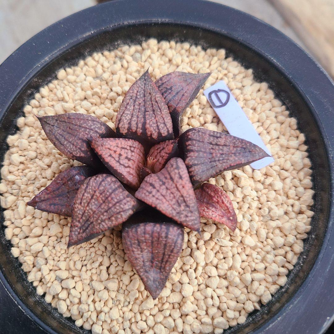 レッドブーツ 実生レッド系 確認用