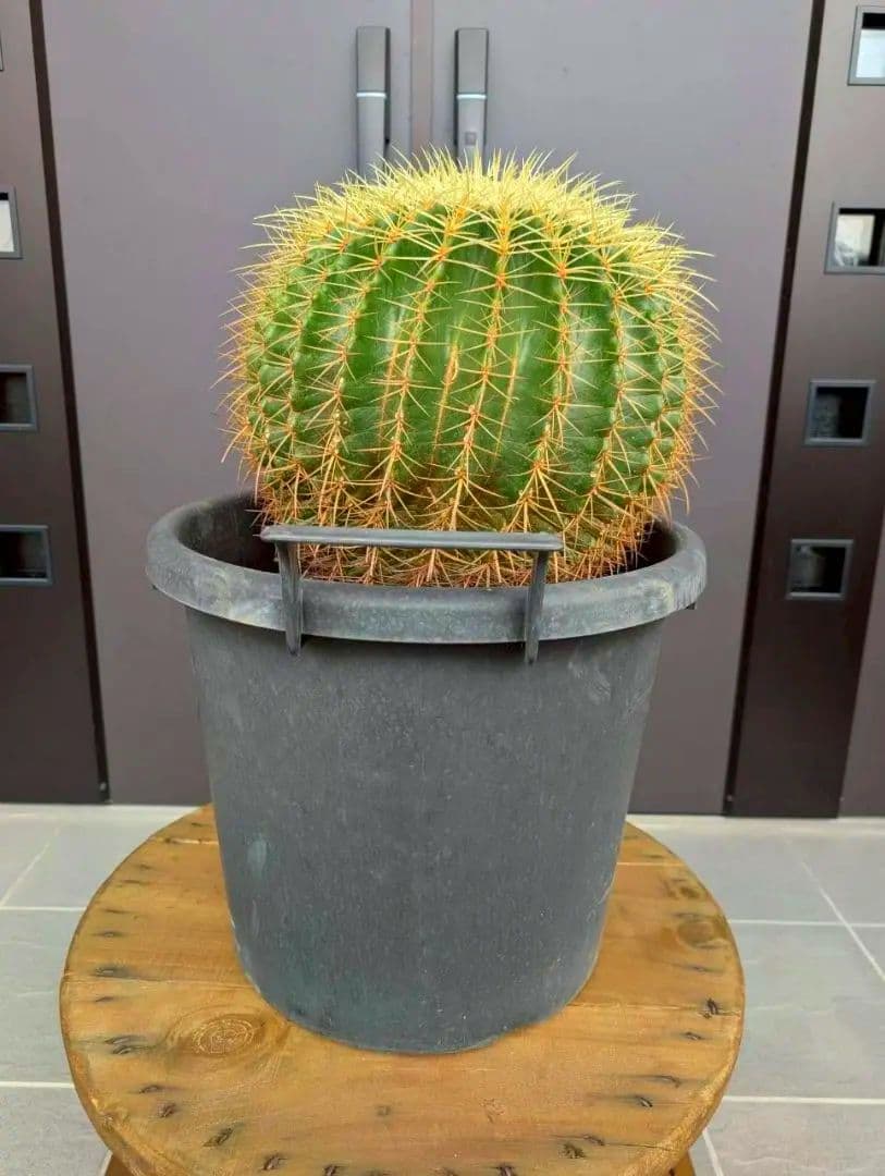 15号金鯱サボテン【2月最終値引き1万円】AB