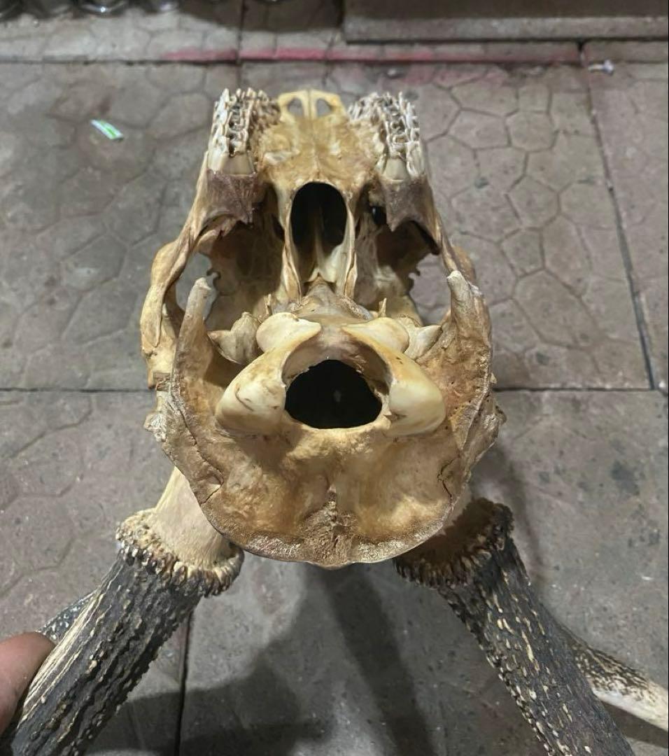蝦夷鹿hunting trophy（deer skull）アシンメトリー