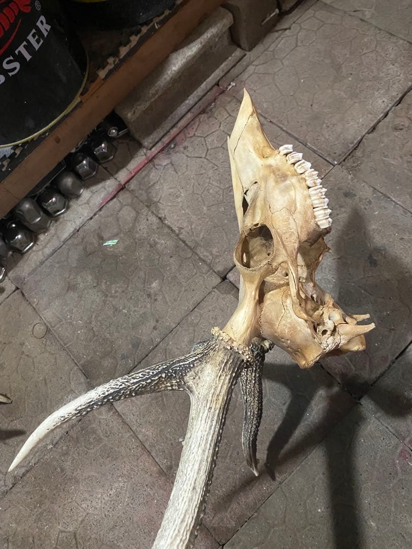 蝦夷鹿hunting trophy（deer skull）アシンメトリー