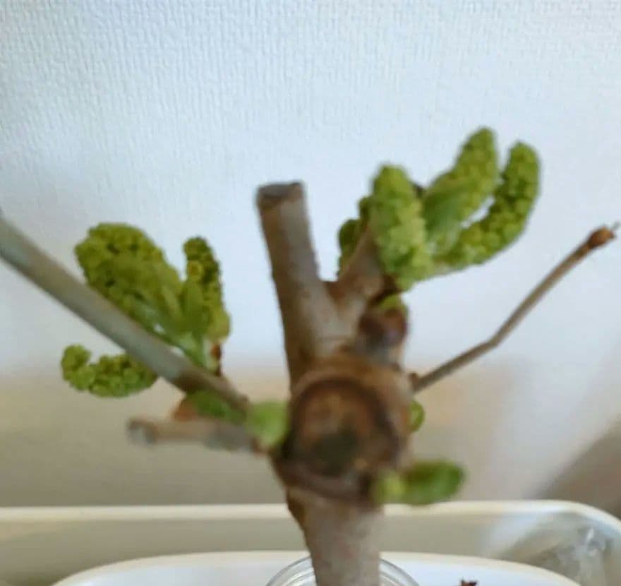 長桑　四季なり　桑苗　確認用