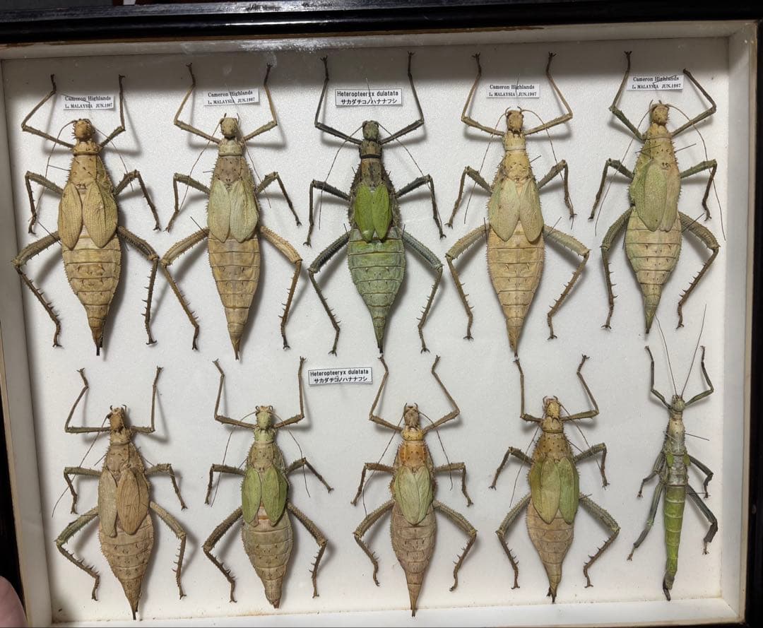 サカダチコノハナナフシ9匹セット＋ ギガンティアナナフシ一匹　標本箱付