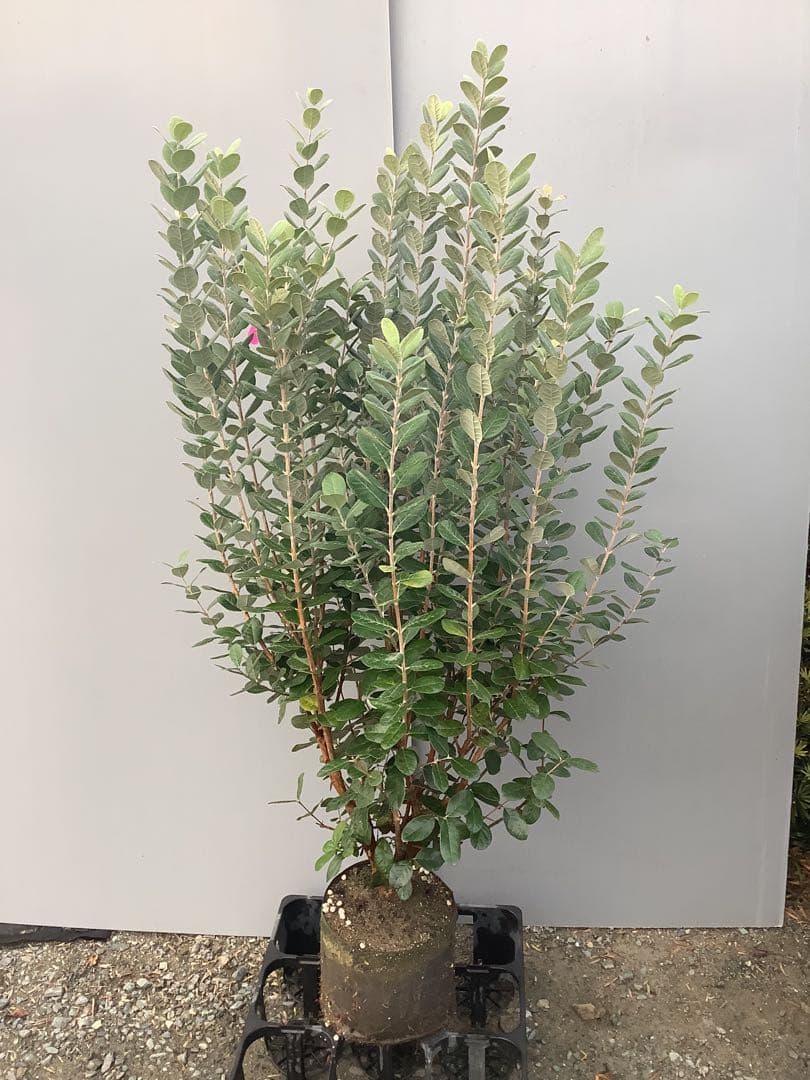 7-37果樹【いた　フェイジョア】樹高約120cm【送料込み】