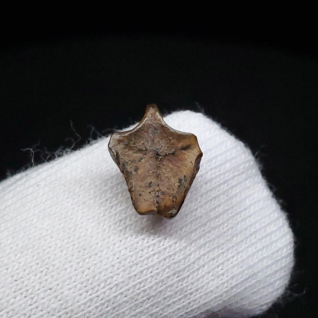 希少 ブラキロフォサウルス 化石 歯 恐竜 モンタナ州産 9.28mm fr84